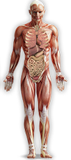 Male Search Body Model
